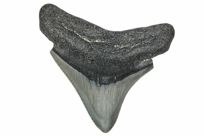 Serrated, Posterior Juvenile Megalodon Tooth - Georgia #340406